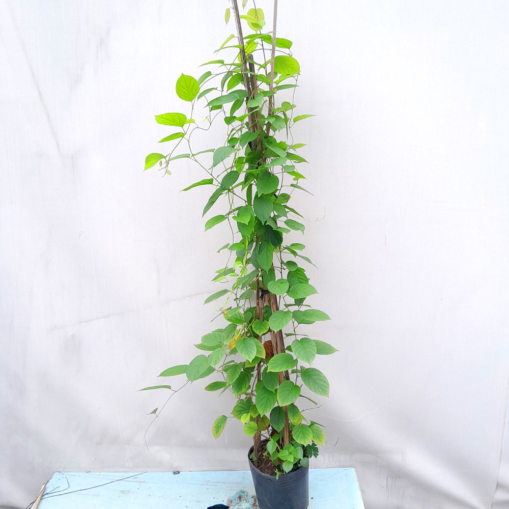 Cây hoa leo Đinh Hương Nhật cao 1.3m 2