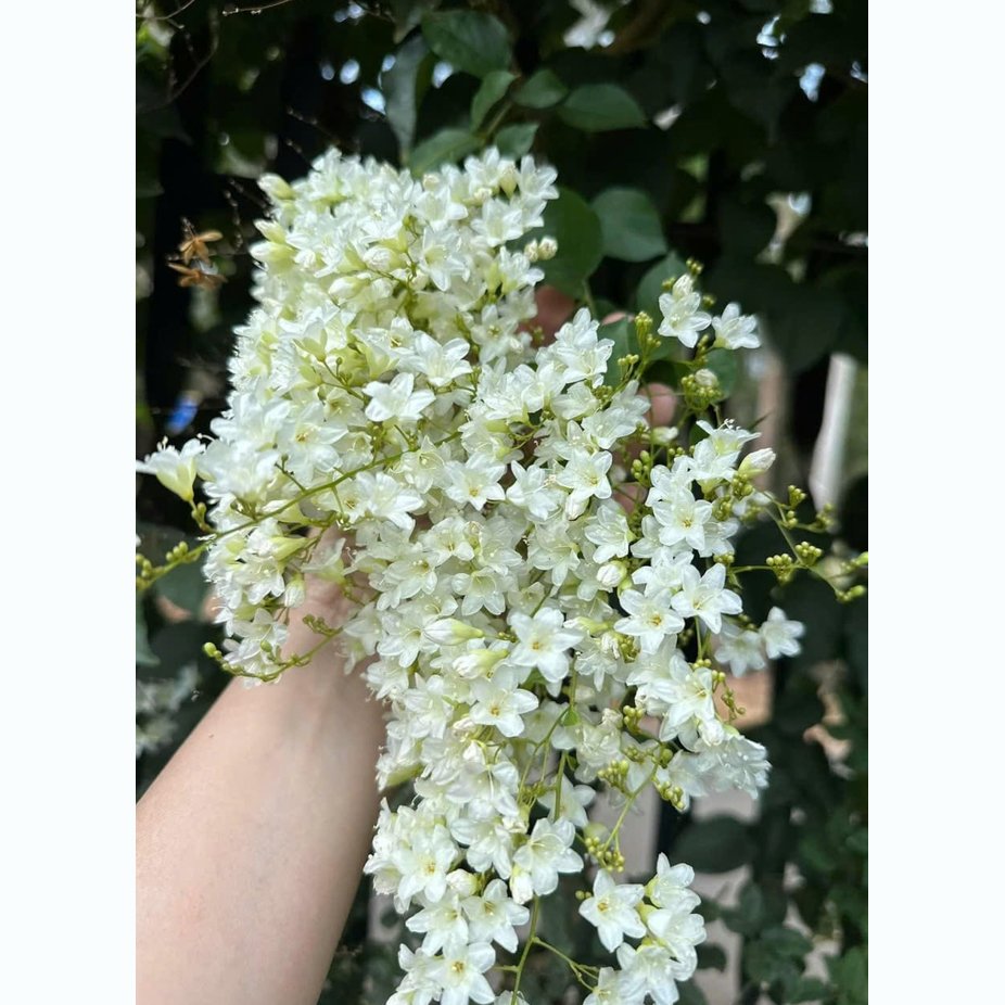Cây hoa leo Đinh Hương Nhật cao 1.3m 3