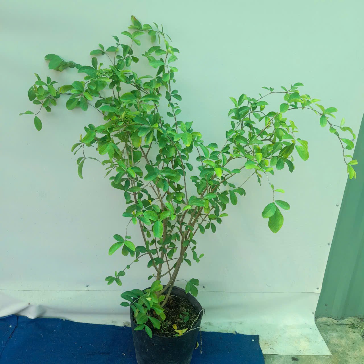 CÂY SƠ RI NGỌT 2