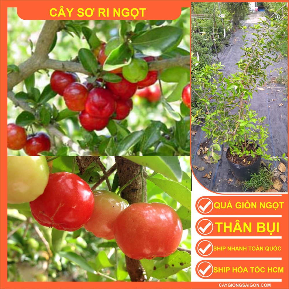 CÂY SƠ RI NGỌT