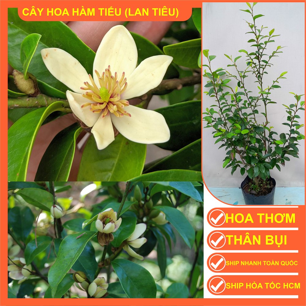 CÂY HÀM TIẾU CÂY CAO 1,1-1,2M