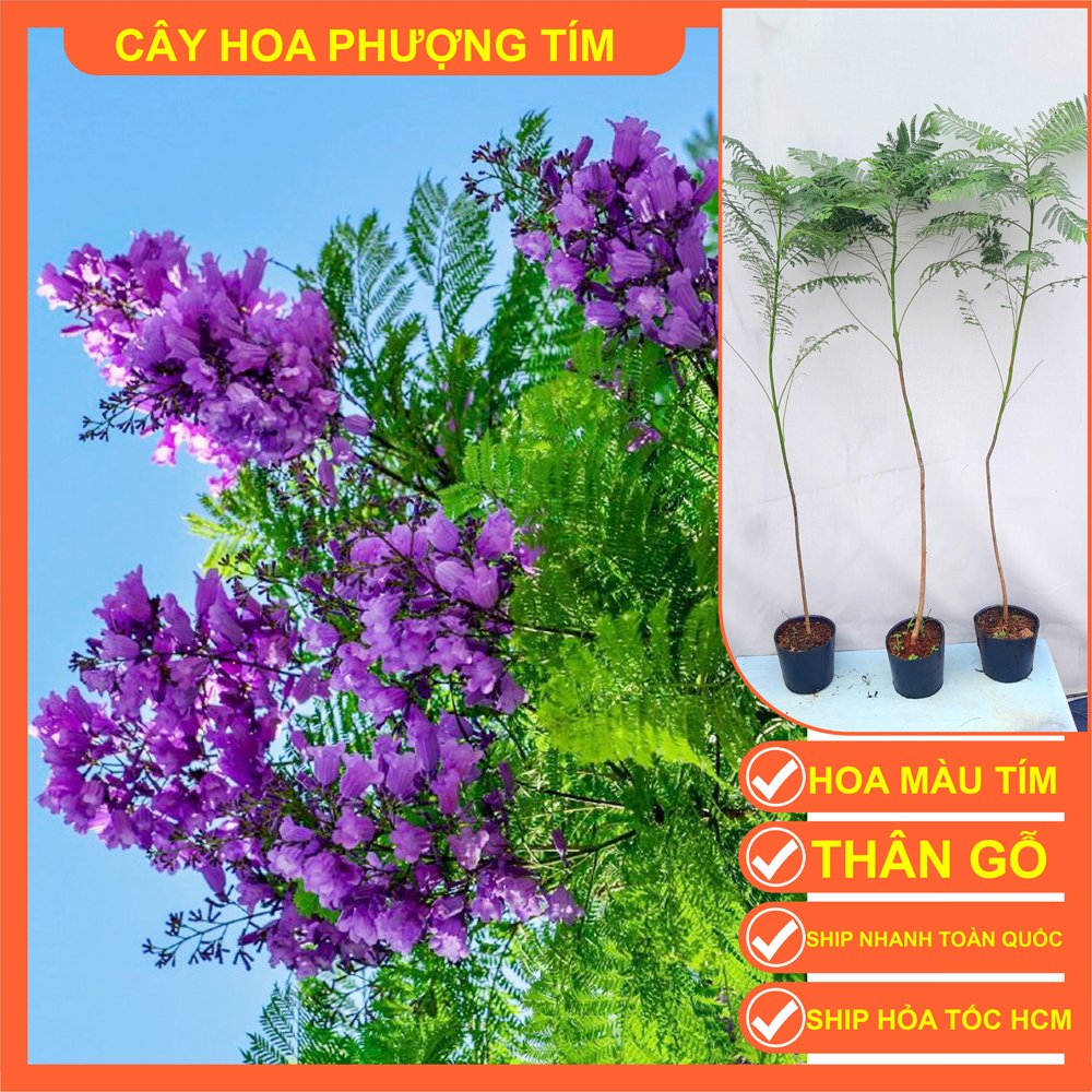 COMBO 2 CÂY GIỐNG PHƯỢNG TÍM CAO 1M