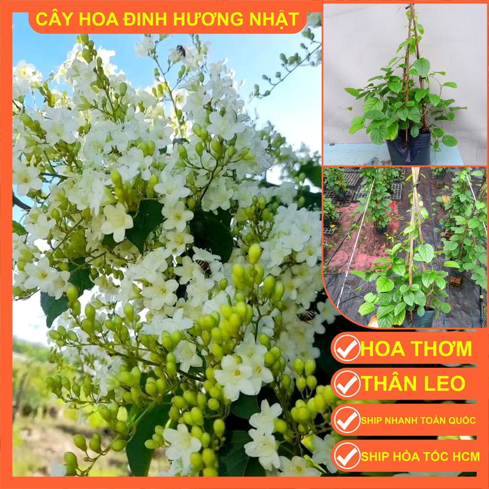 Cây hoa leo Đinh Hương Nhật hoa thơm