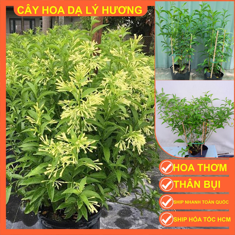 CÂY DẠ LÝ HƯƠNG HOA THƠM LỪNG