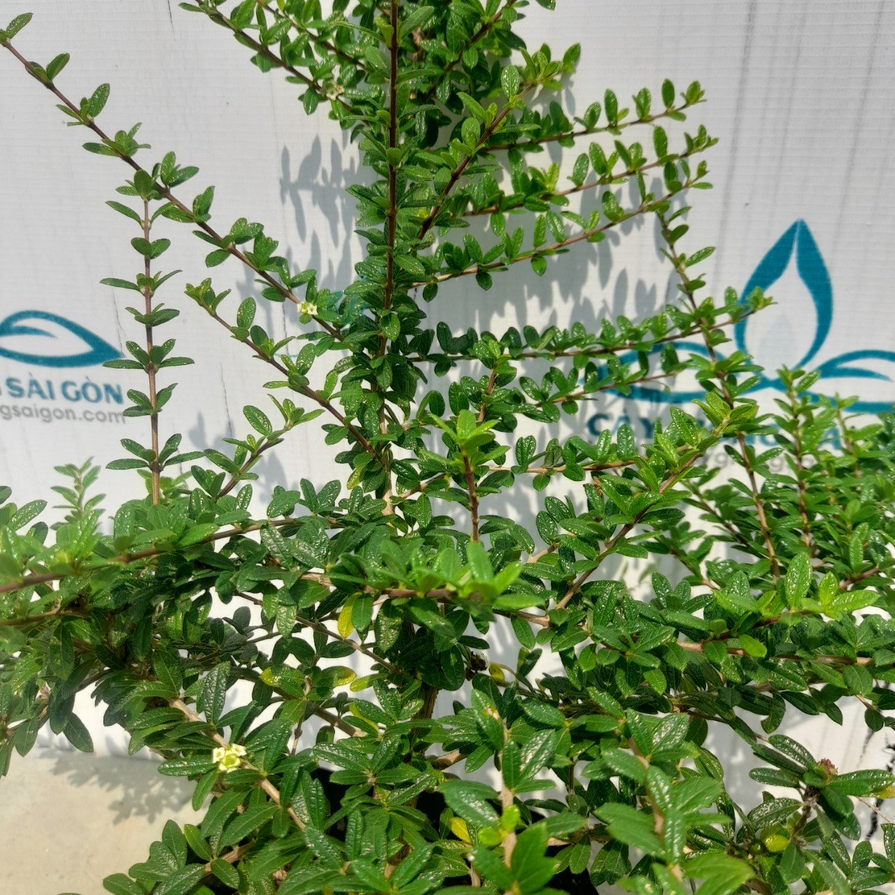 CÂY HÀM HƯƠNG 3