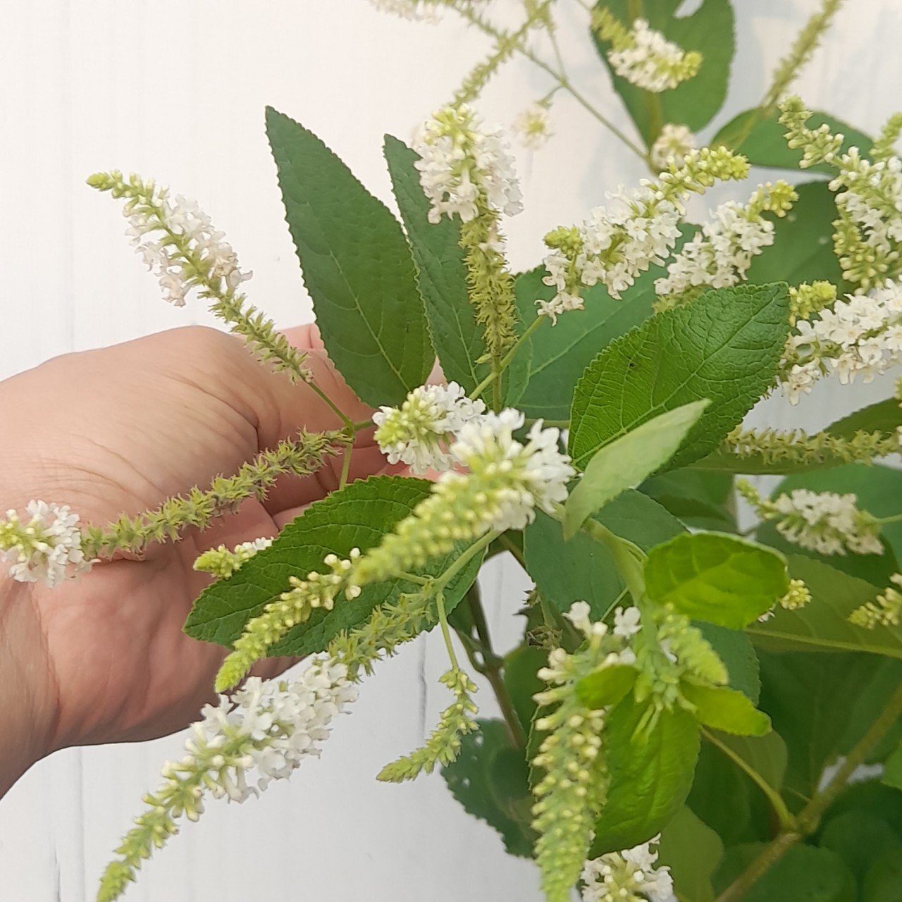 CÂY BẠCH TRẦM HƯƠNG 3