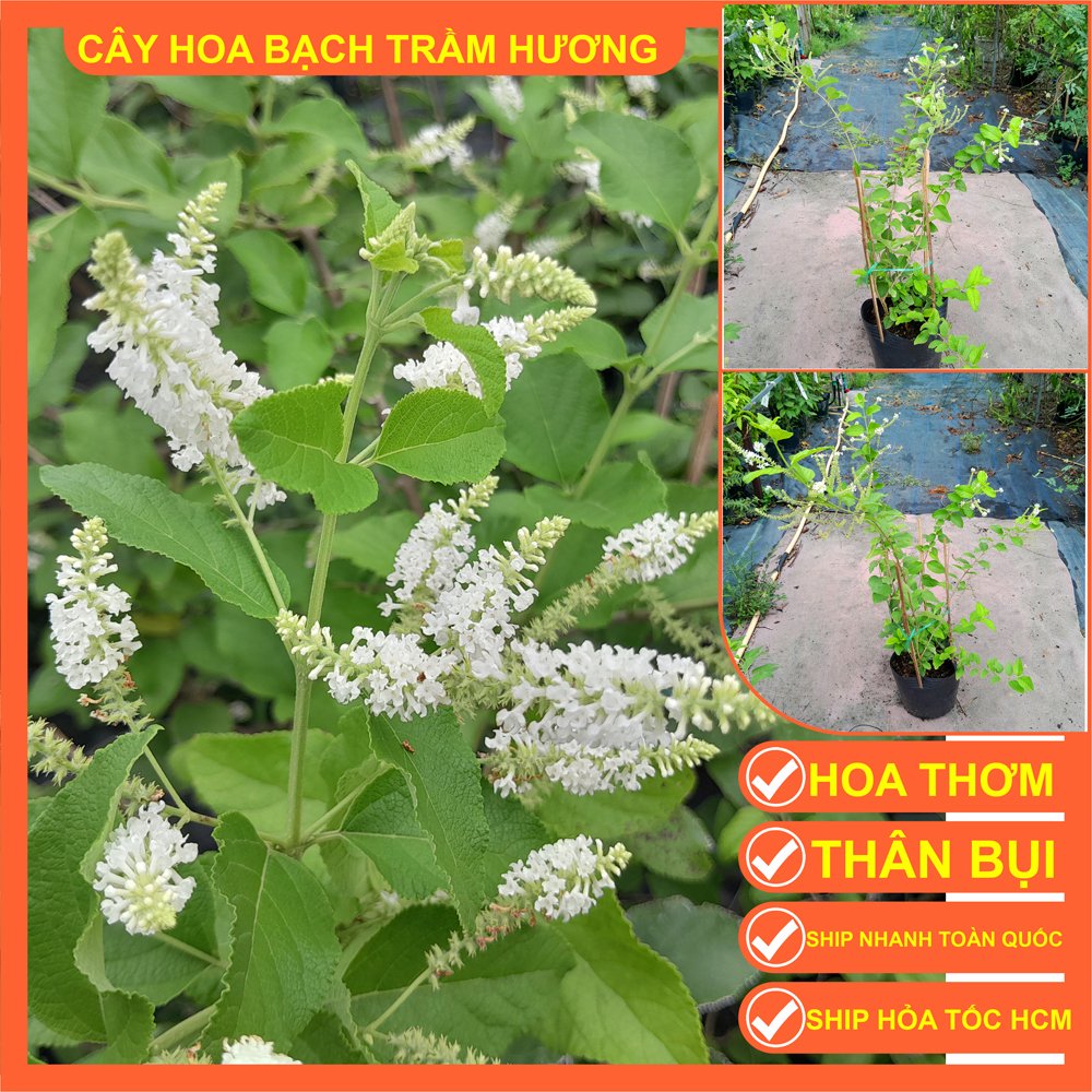 CÂY BẠCH TRẦM HƯƠNG