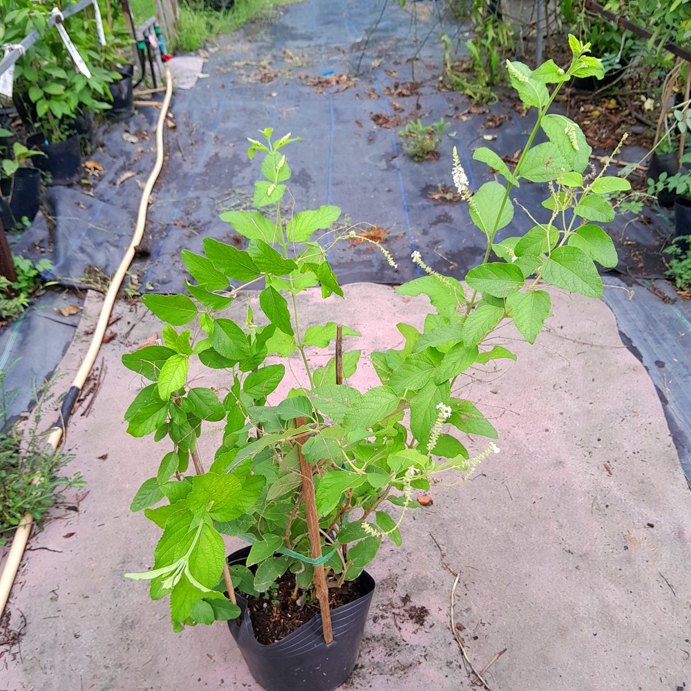 CÂY BẠCH TRẦM HƯƠNG 2