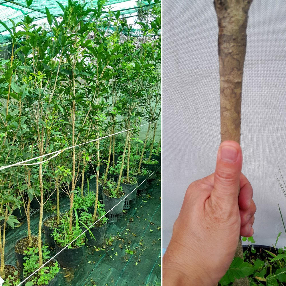 CÂY MỘC HƯƠNG – HOA THƠM NGÁT 1.3m – 1,5m 3