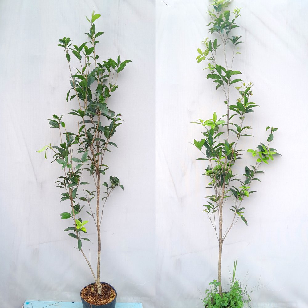 CÂY MỘC HƯƠNG – HOA THƠM NGÁT 1.3m – 1,5m 2