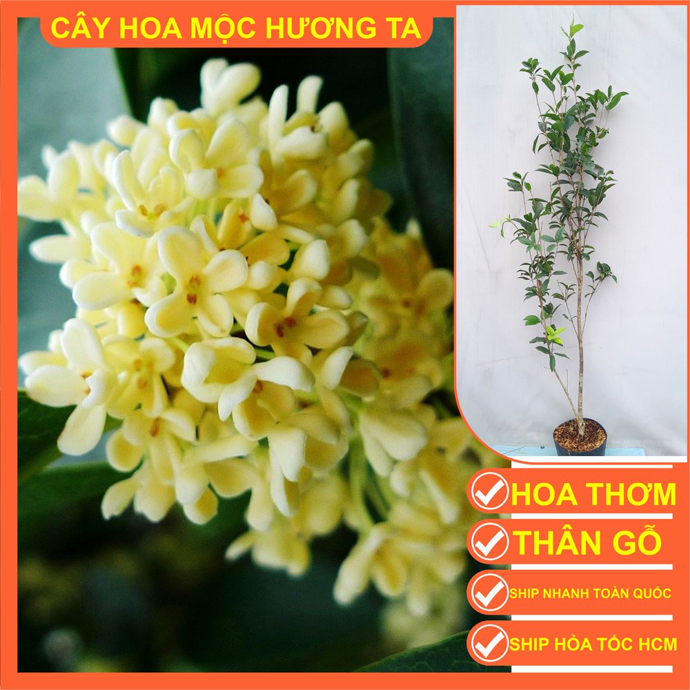 CÂY MỘC HƯƠNG – HOA THƠM NGÁT 1.3m – 1,5m