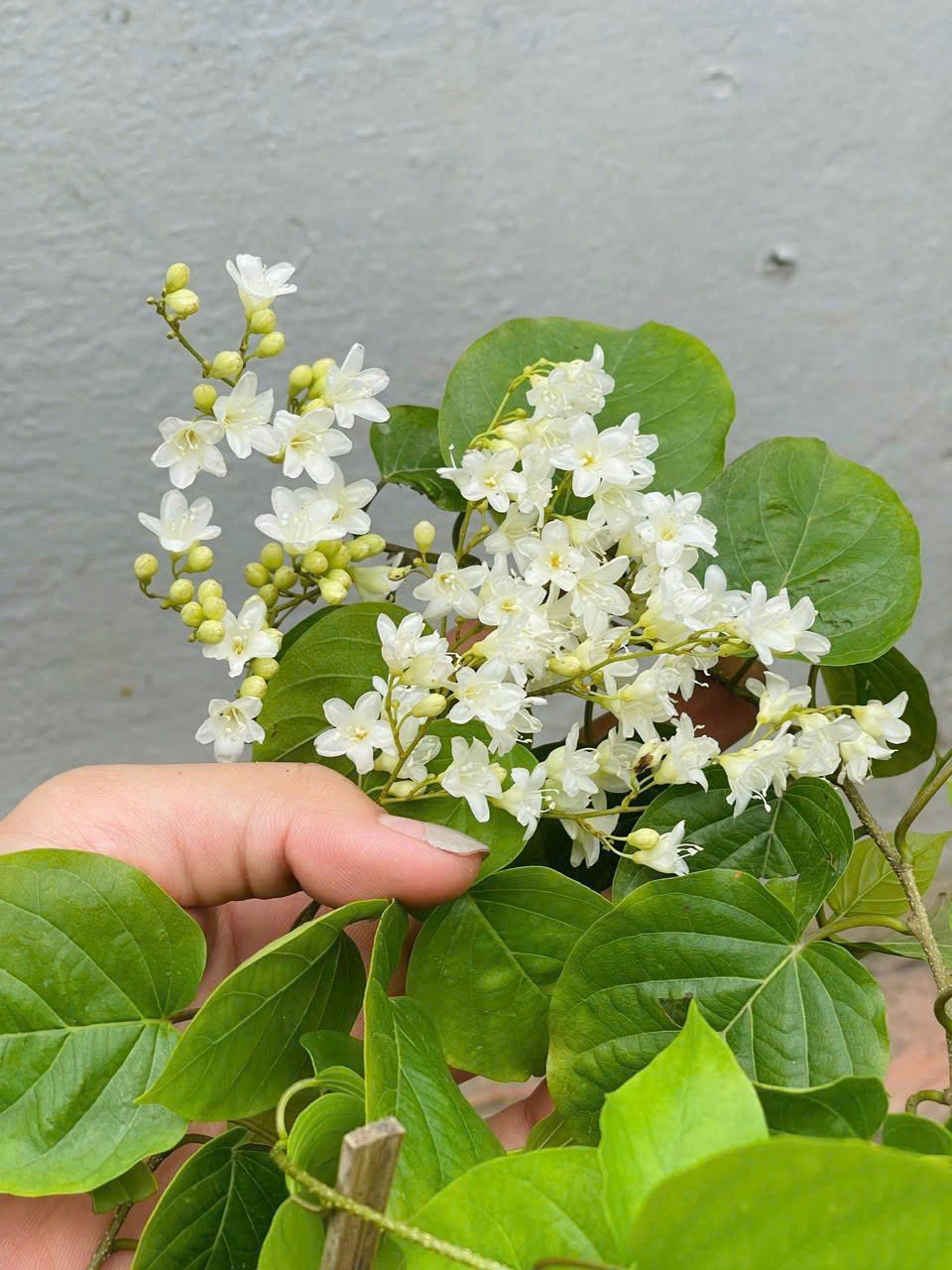 Combo 2 Cây hoa leo Đinh Hương Nhật cao 35-40cm 3