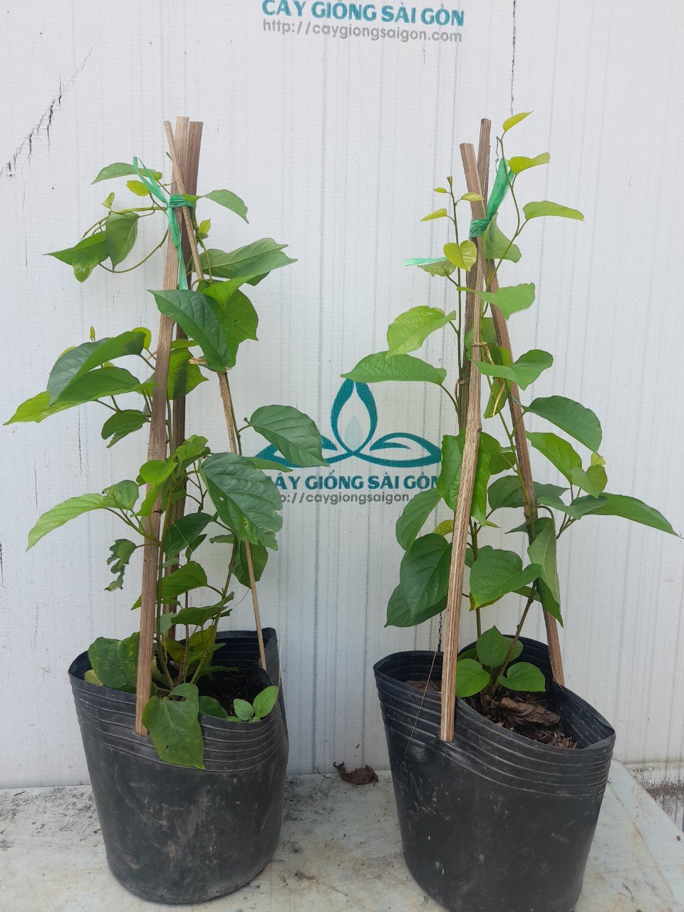Combo 2 Cây hoa leo Đinh Hương Nhật cao 35-40cm 2