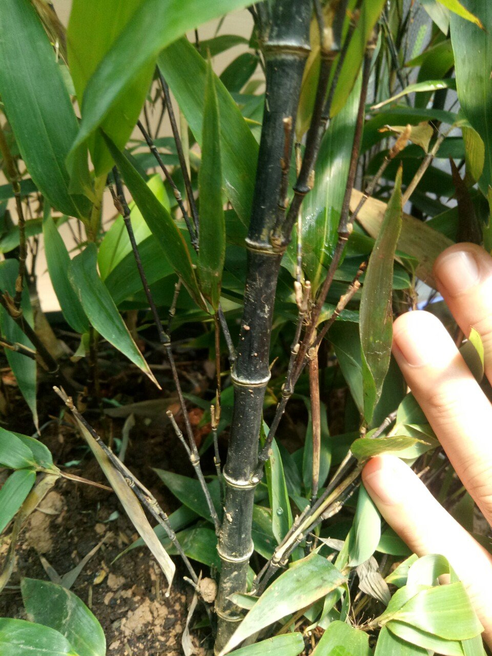 BỤI TRÚC ĐEN 3