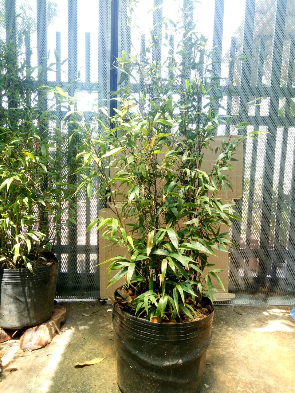 BỤI TRÚC ĐEN