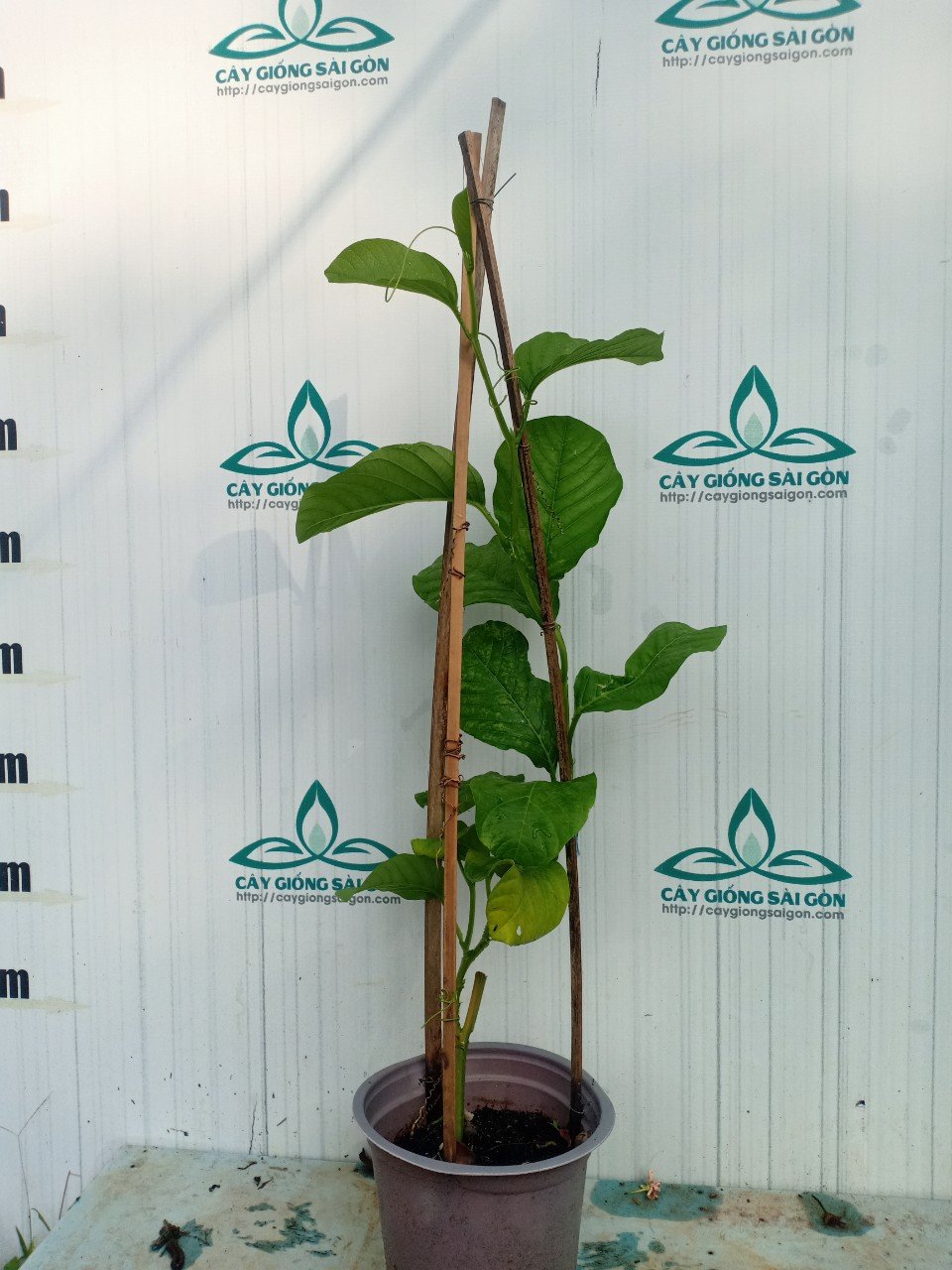 CÂY DƯA TÂY CAO 50-60CM 2