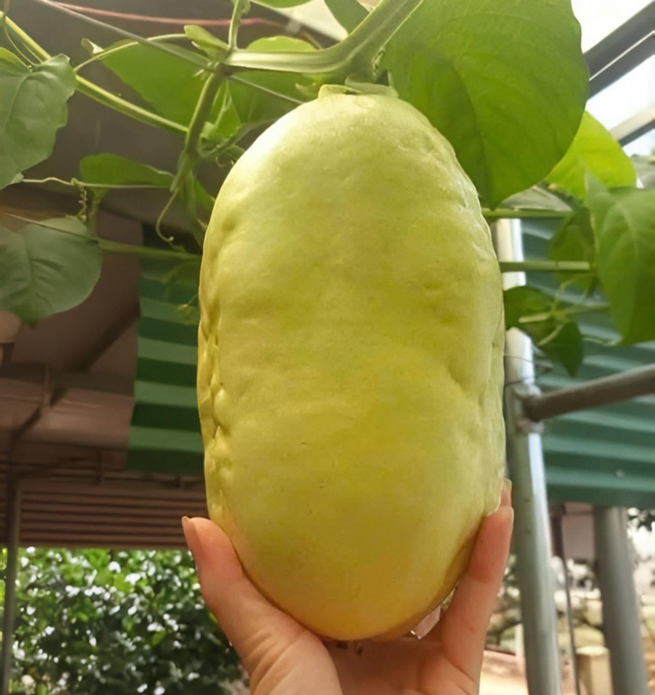 CÂY DƯA TÂY CAO 50-60CM