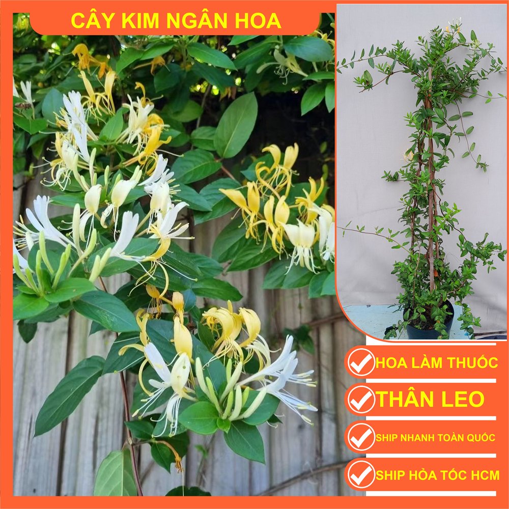 CÂY KIM NGÂN HOA