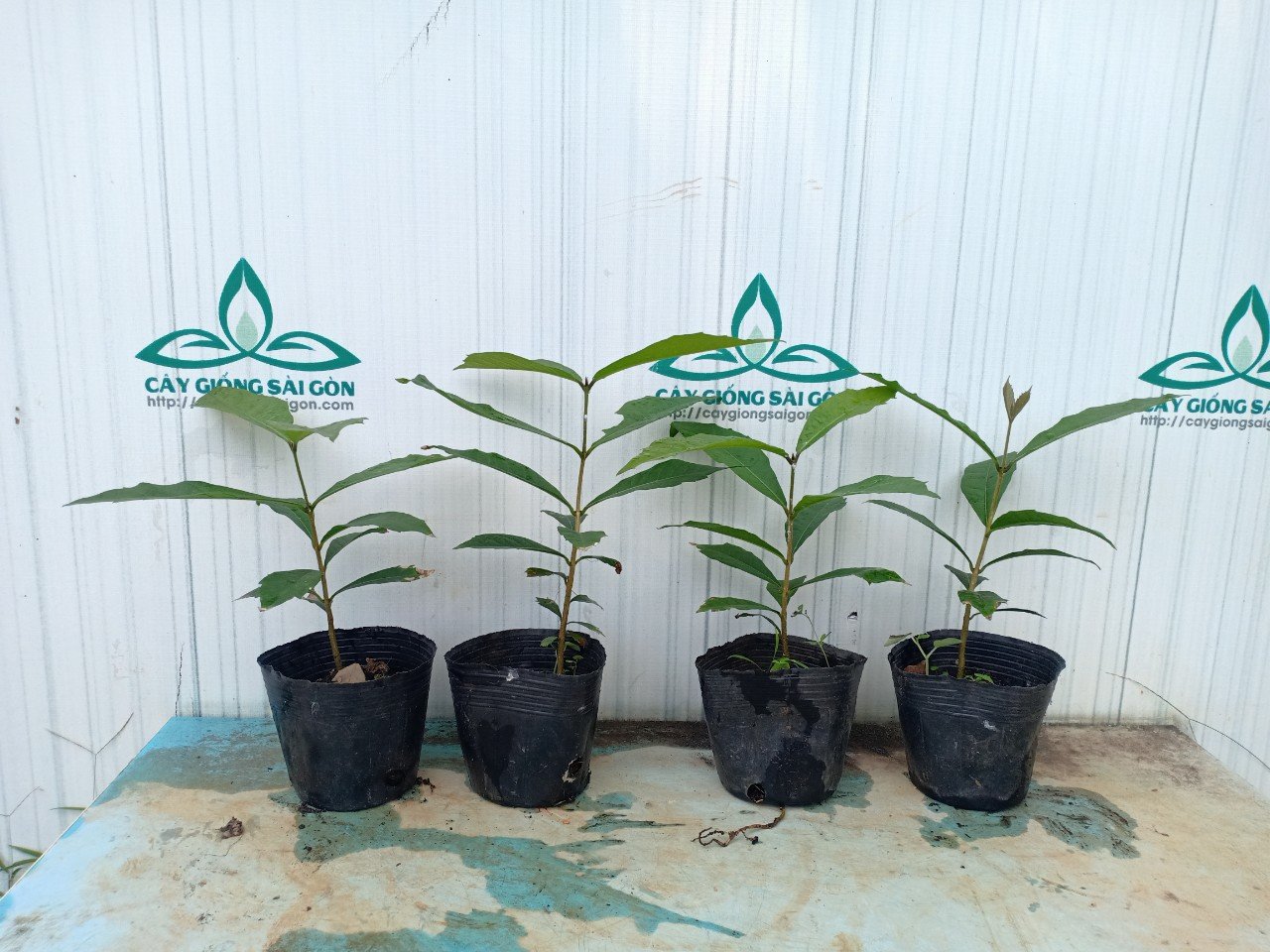 COMBO 2 CÂY MAI XANH THÁI 25-30CM 2