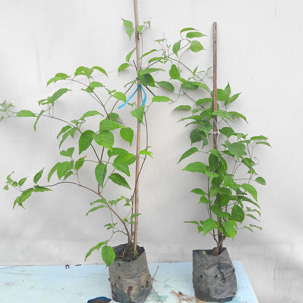 Combo 2 cây giống chùm ớt  40-45cm 2