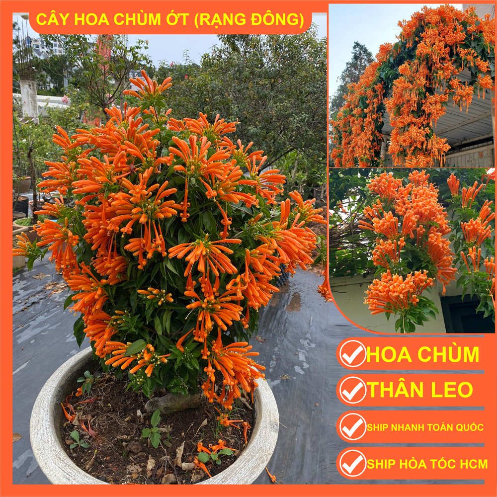Combo 2 cây giống chùm ớt  40-45cm