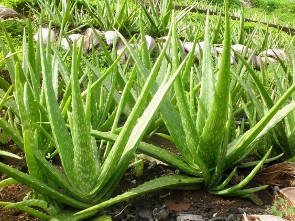 COMBO 5 CÂY NHA ĐAM (LÔ HỘI)