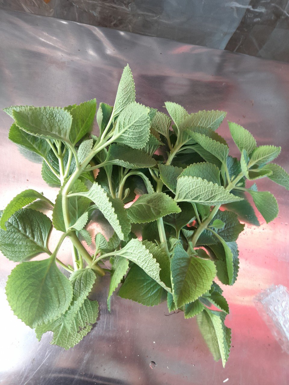 (Ship Hỏa tốc -HCM) Lá Húng chanh tươi cắt cành (2kg) 2