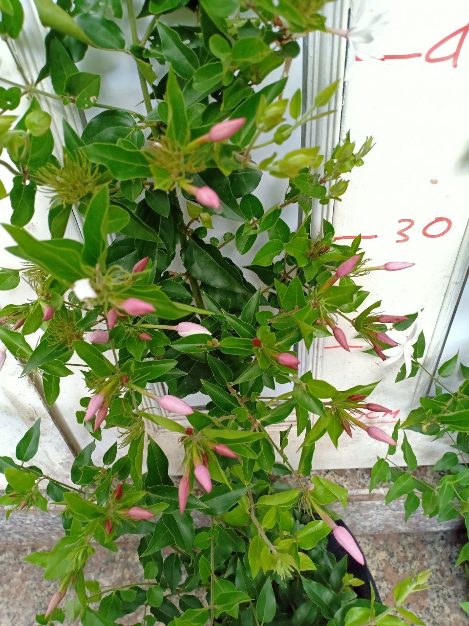 CÂY HOA NGUYỆT QUẾ LEO 90-1m 2