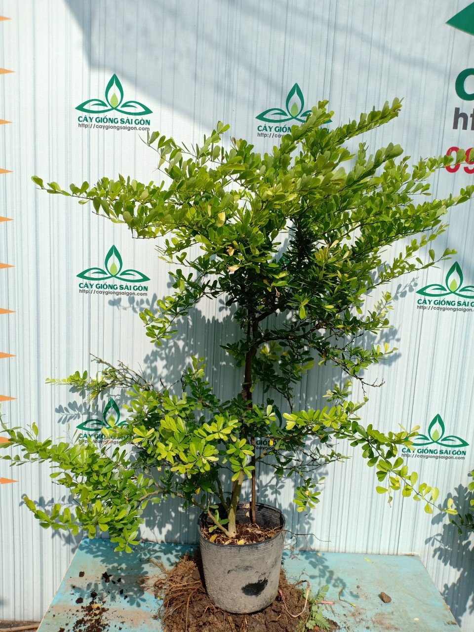 CÂY LINH SAM SIÊU HOA 1,2m 3