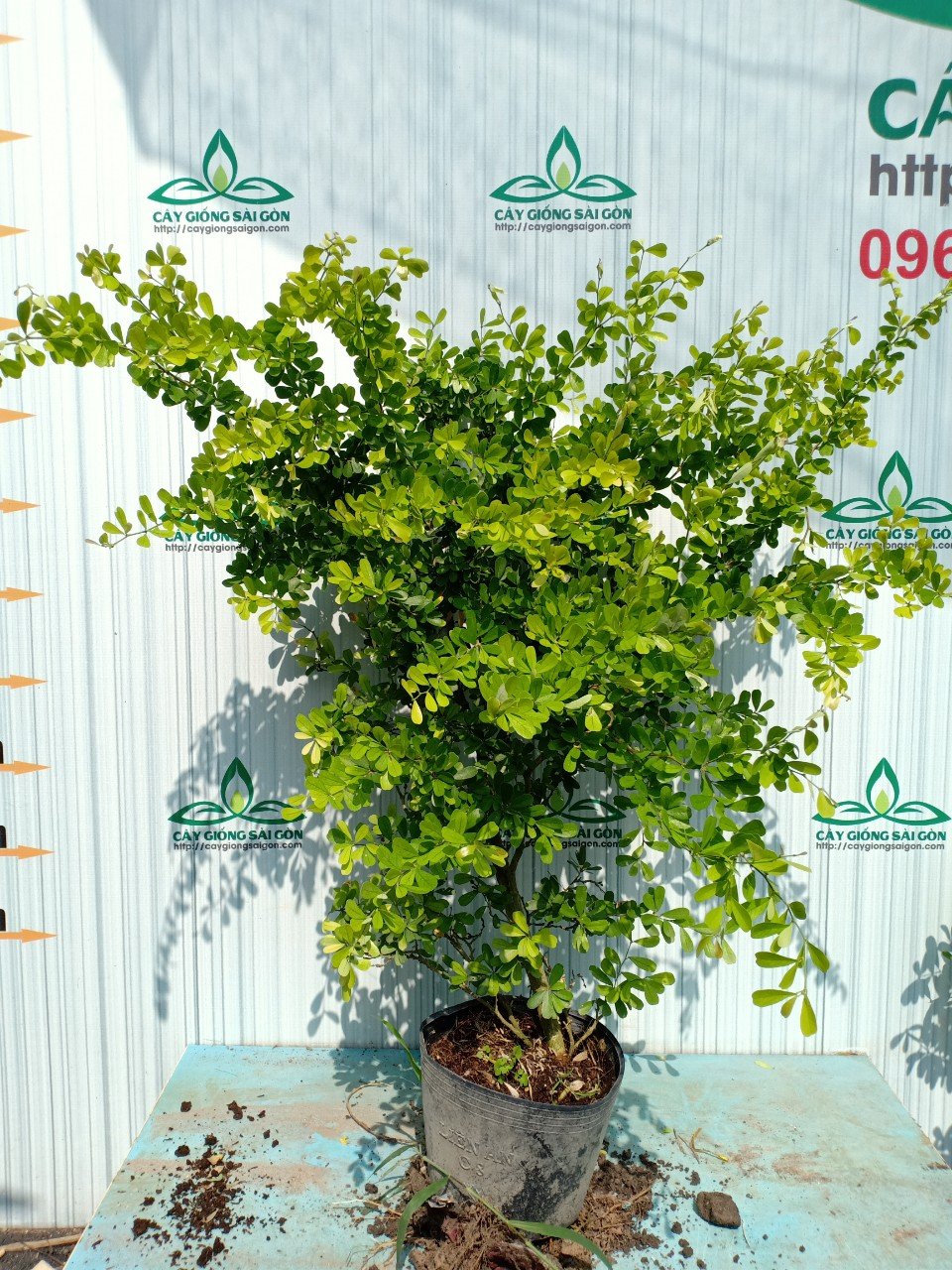 CÂY LINH SAM SIÊU HOA 1,2m 2