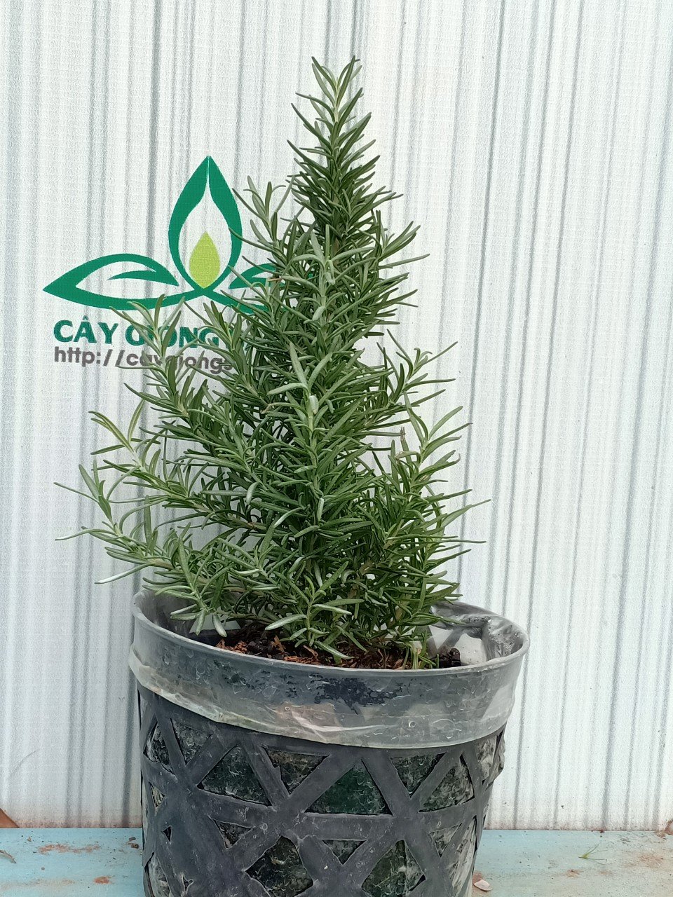CÂY HƯƠNG THẢO 3