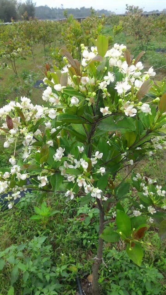 CÂY CHERRY BRAZIL 1-1.2m 3