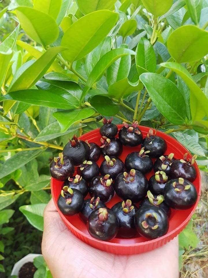 CÂY CHERRY BRAZIL 1-1.2m