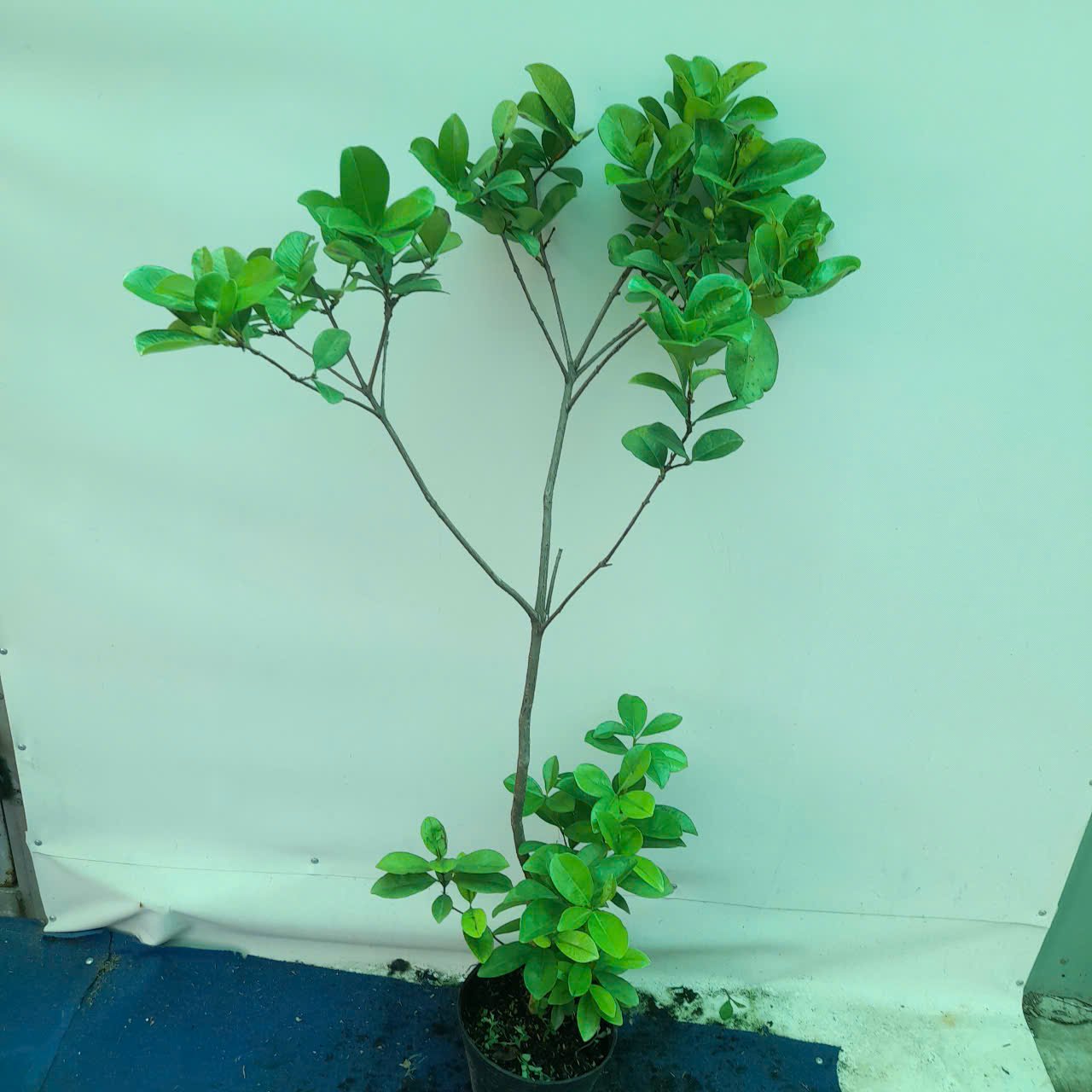 CÂY CHERRY BRAZIL 1-1.2m 2
