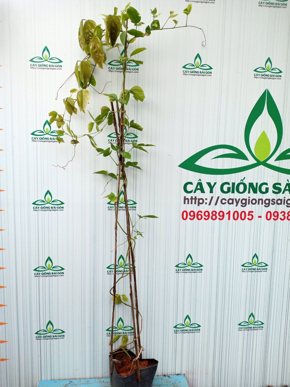 CÂY HOA MÓNG CỌP XANH CAO 1.5M 2