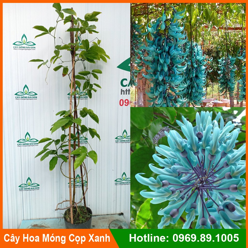 CÂY HOA MÓNG CỌP XANH CAO 1.5M