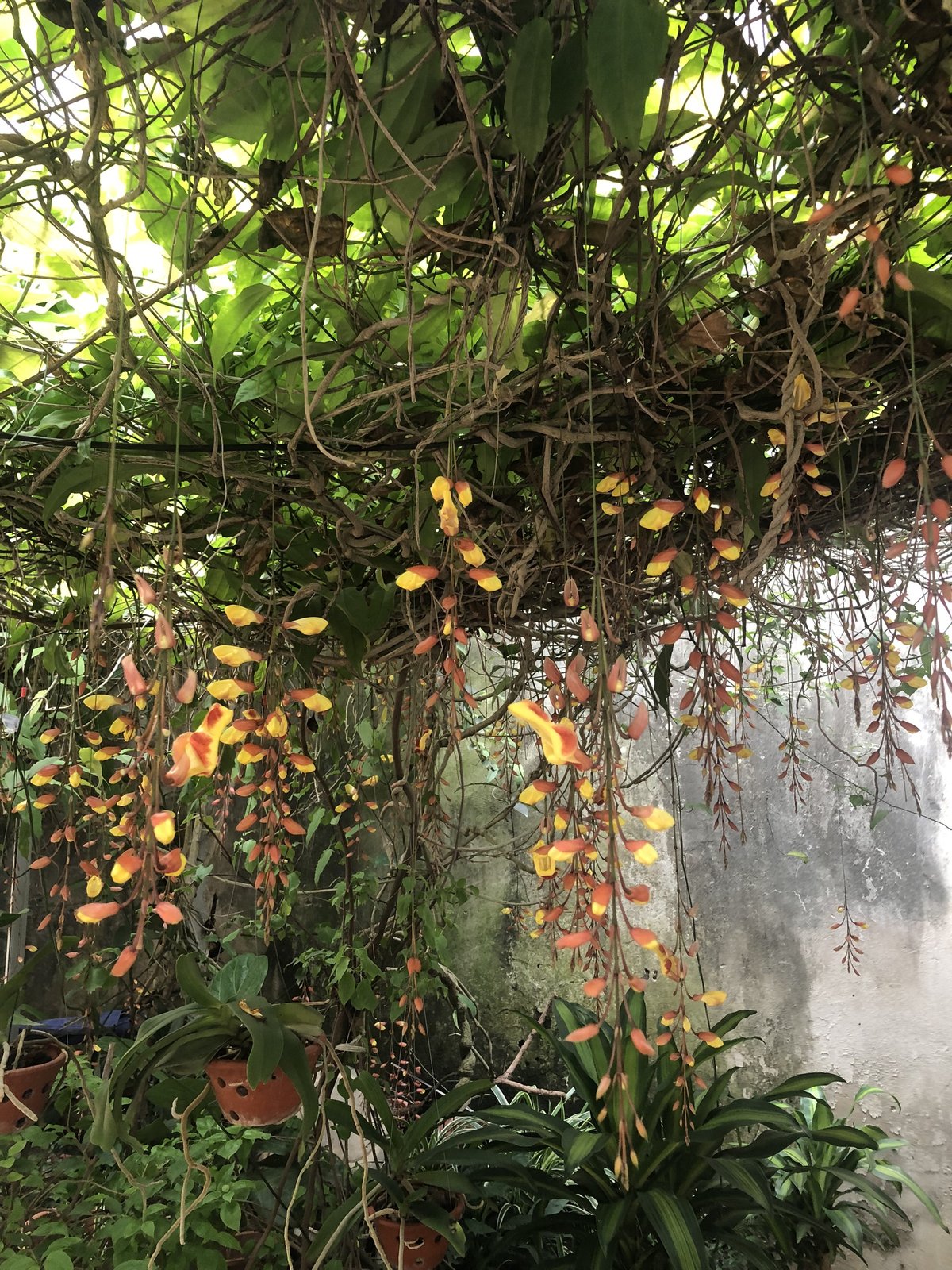 CÂY HOA MÓNG CỌP VÀNG 70CM 3