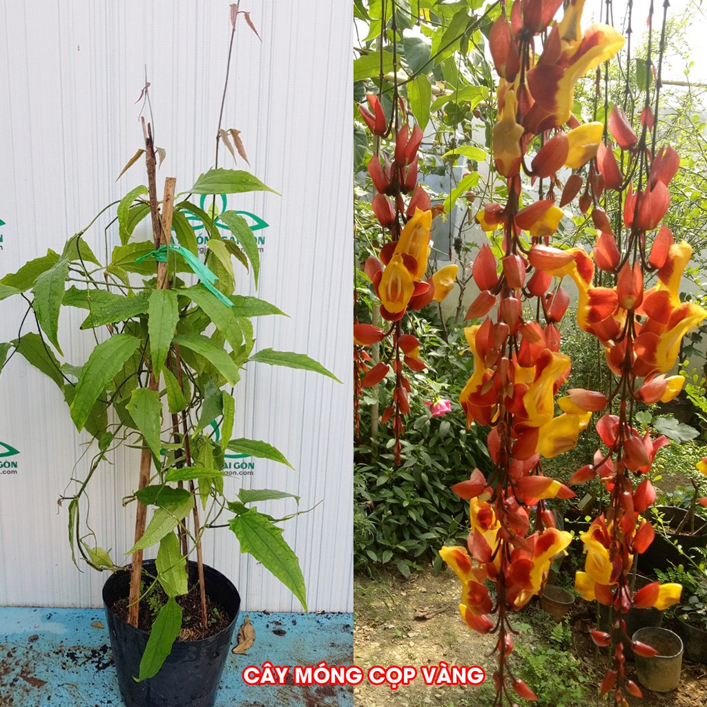 CÂY HOA MÓNG CỌP VÀNG 70CM