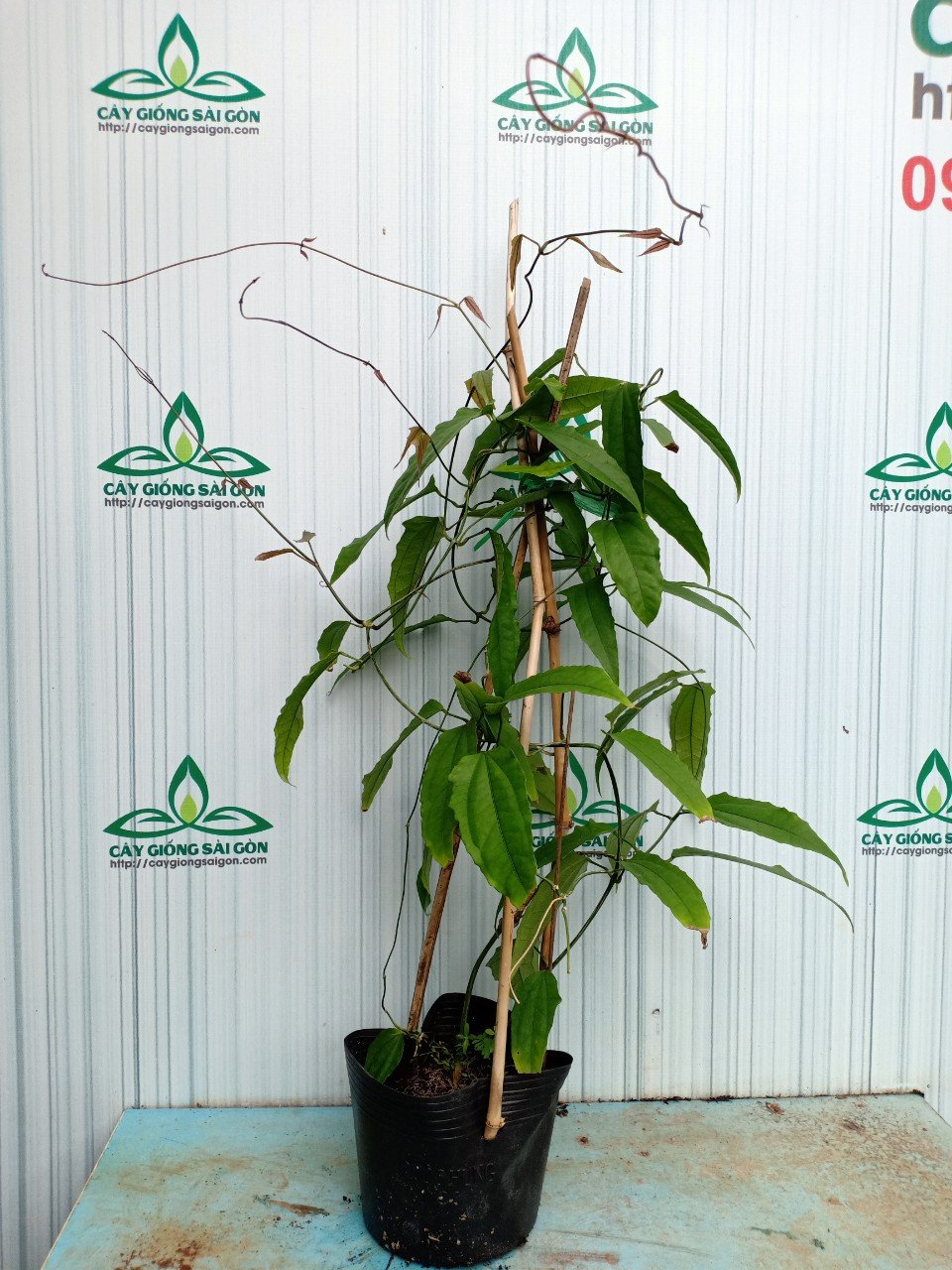CÂY HOA MÓNG CỌP VÀNG 70CM 2