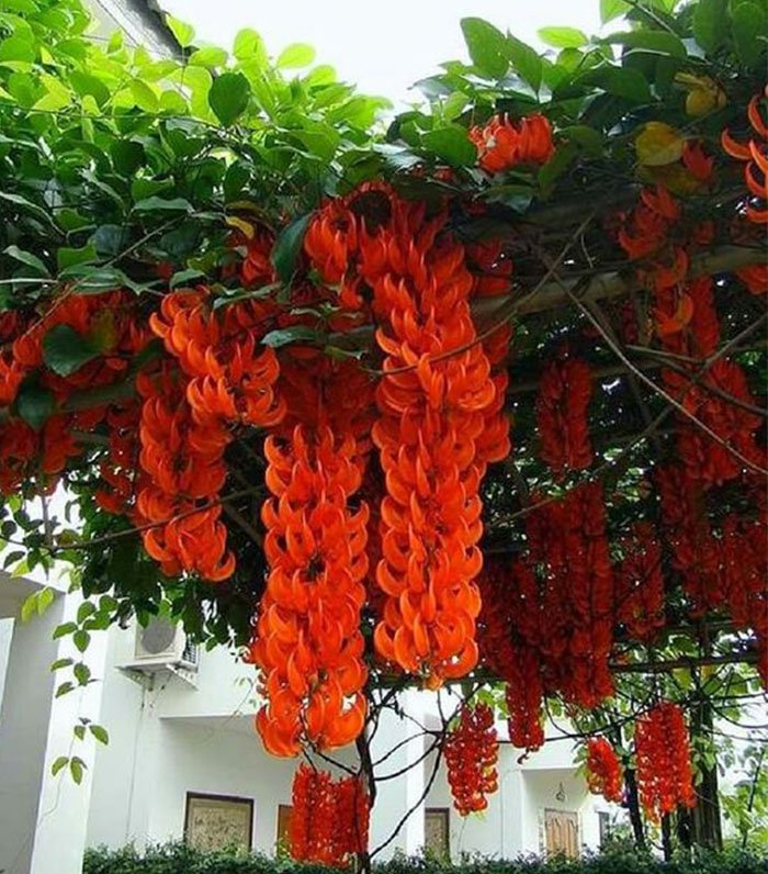 CÂY HOA MÓNG CỌP ĐỎ 2M