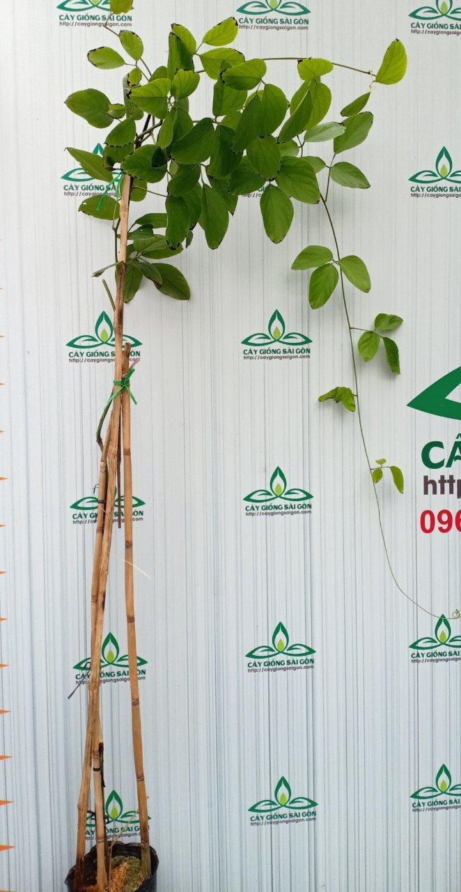 CÂY HOA MÓNG CỌP ĐỎ 2M 3