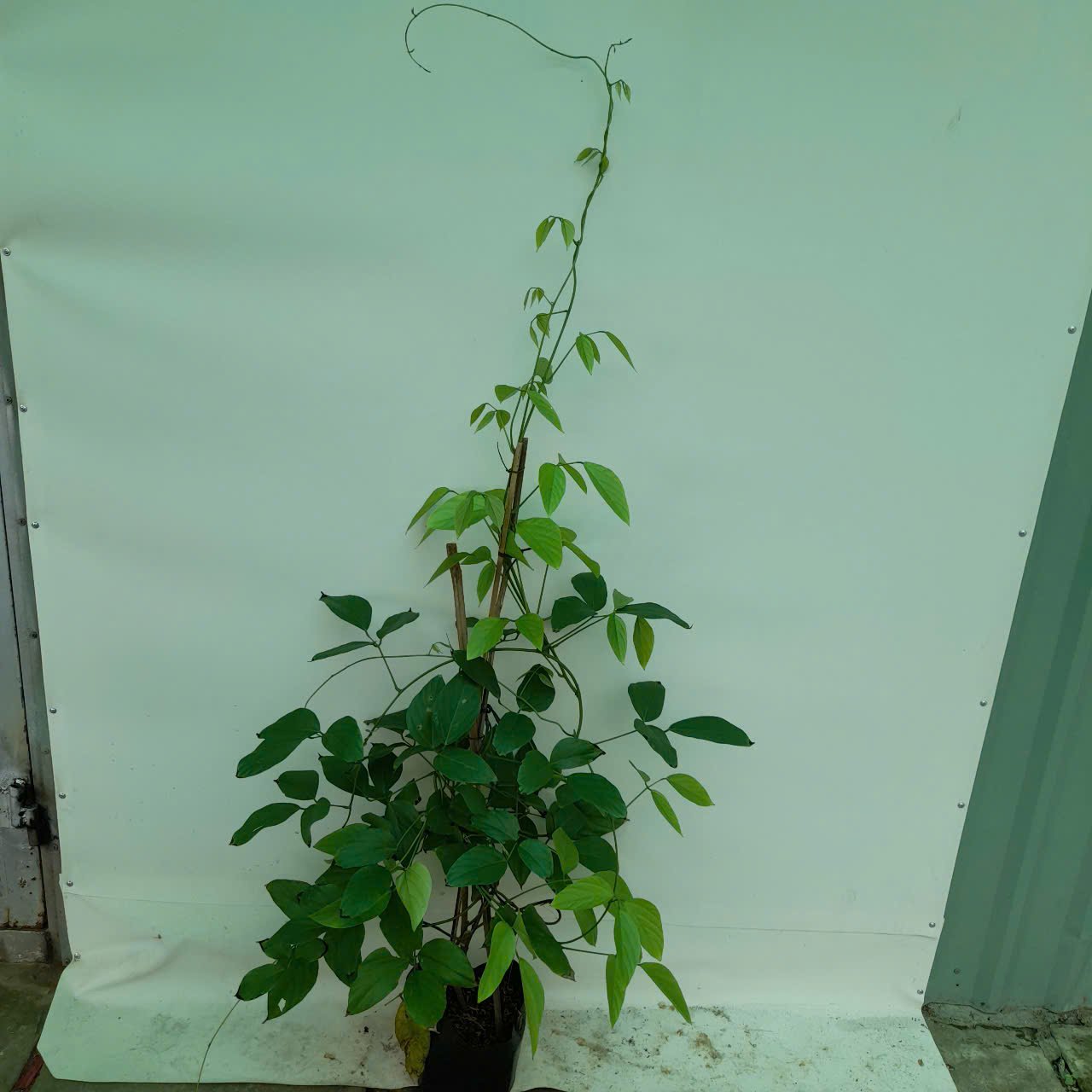 CÂY HOA MÓNG CỌP ĐỎ 2M 2