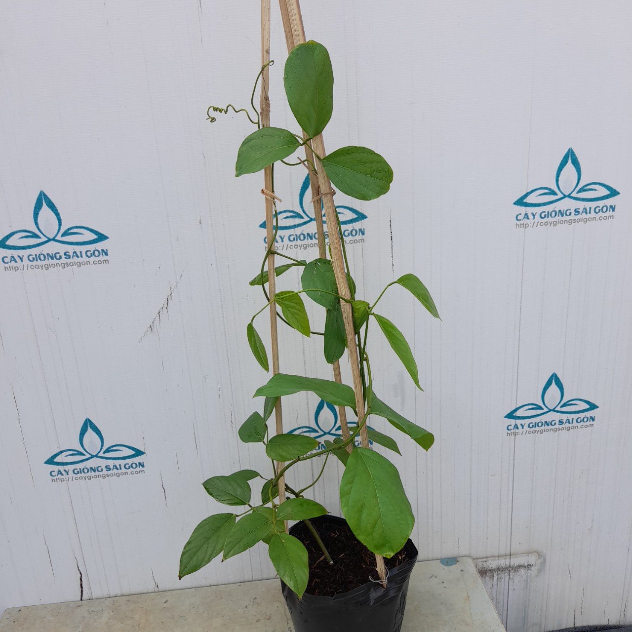 CÂY HOA MÓNG CỌP ĐỎ 2
