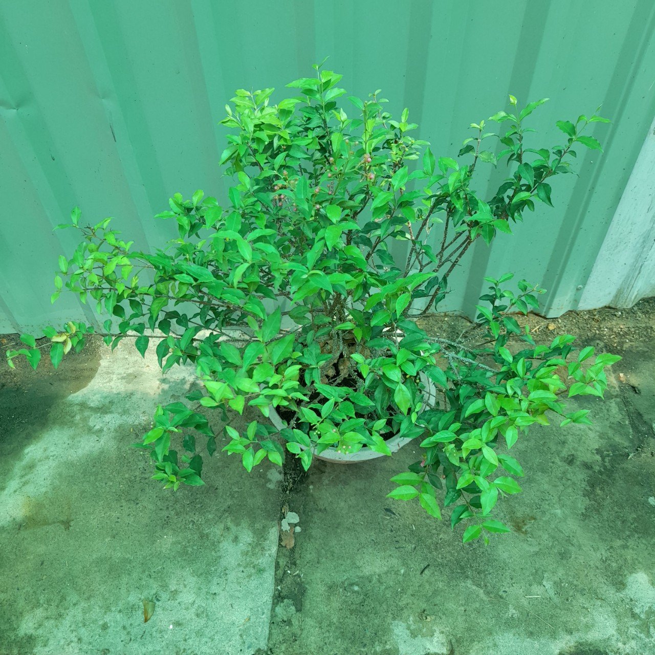 CÂY HỒNG NGỌC MAI BONSAI 2