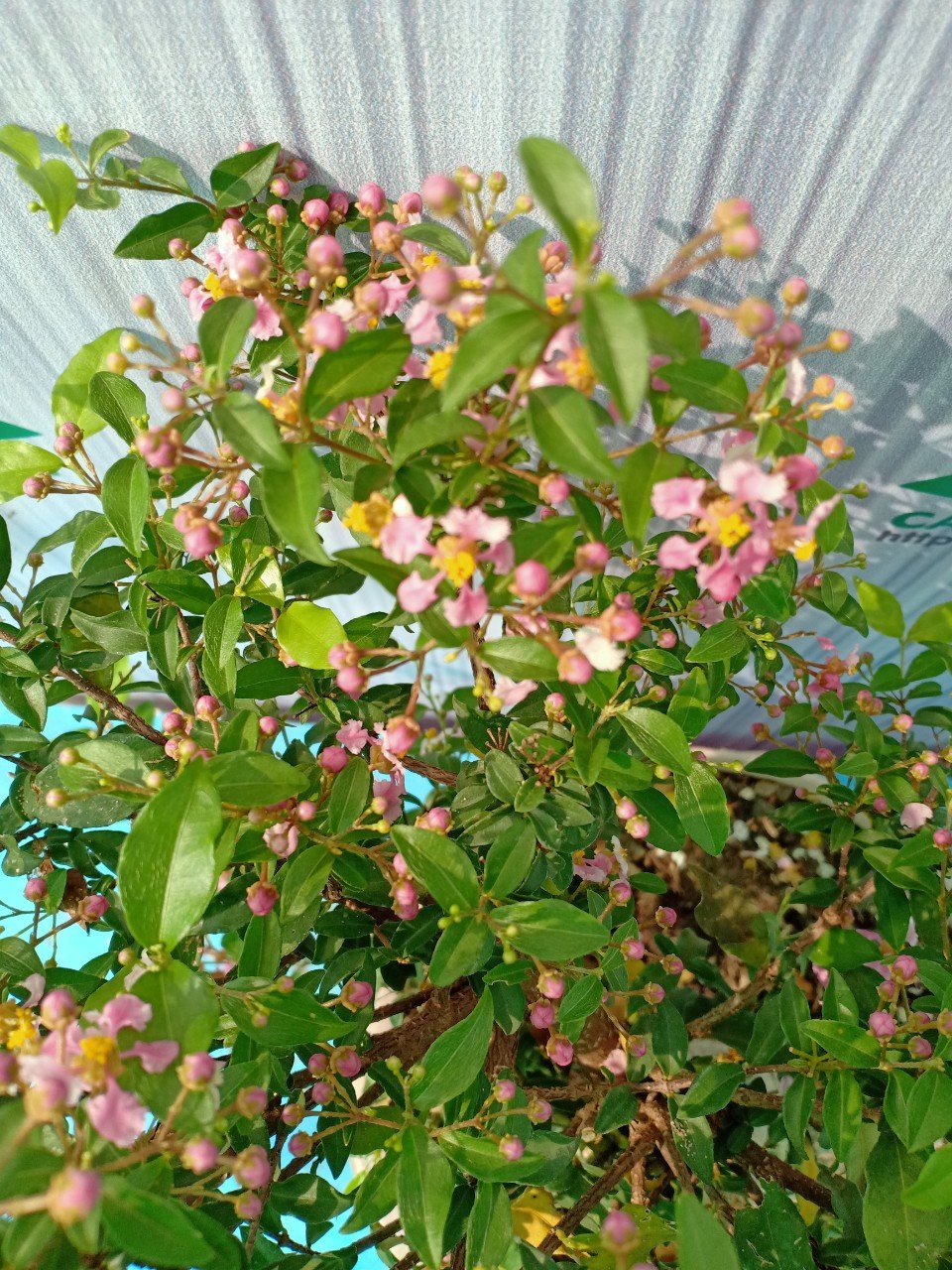 CÂY HỒNG NGỌC MAI BONSAI