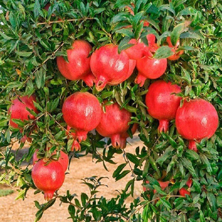 LỰU ĐỎ ẤN ĐỘ (Cây chiết cành)