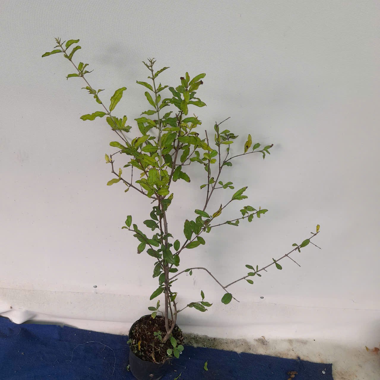 LỰU ĐỎ ẤN ĐỘ (Cây chiết cành) 2