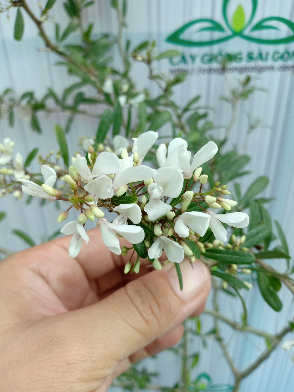 CÂY LINH SAM SIÊU BÔNG HOA TRẮNG 3