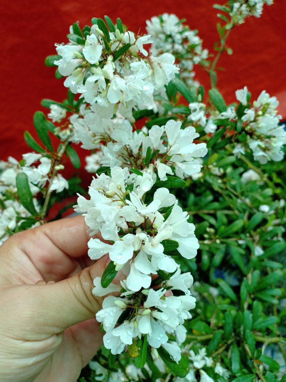 CÂY LINH SAM SIÊU BÔNG HOA TRẮNG