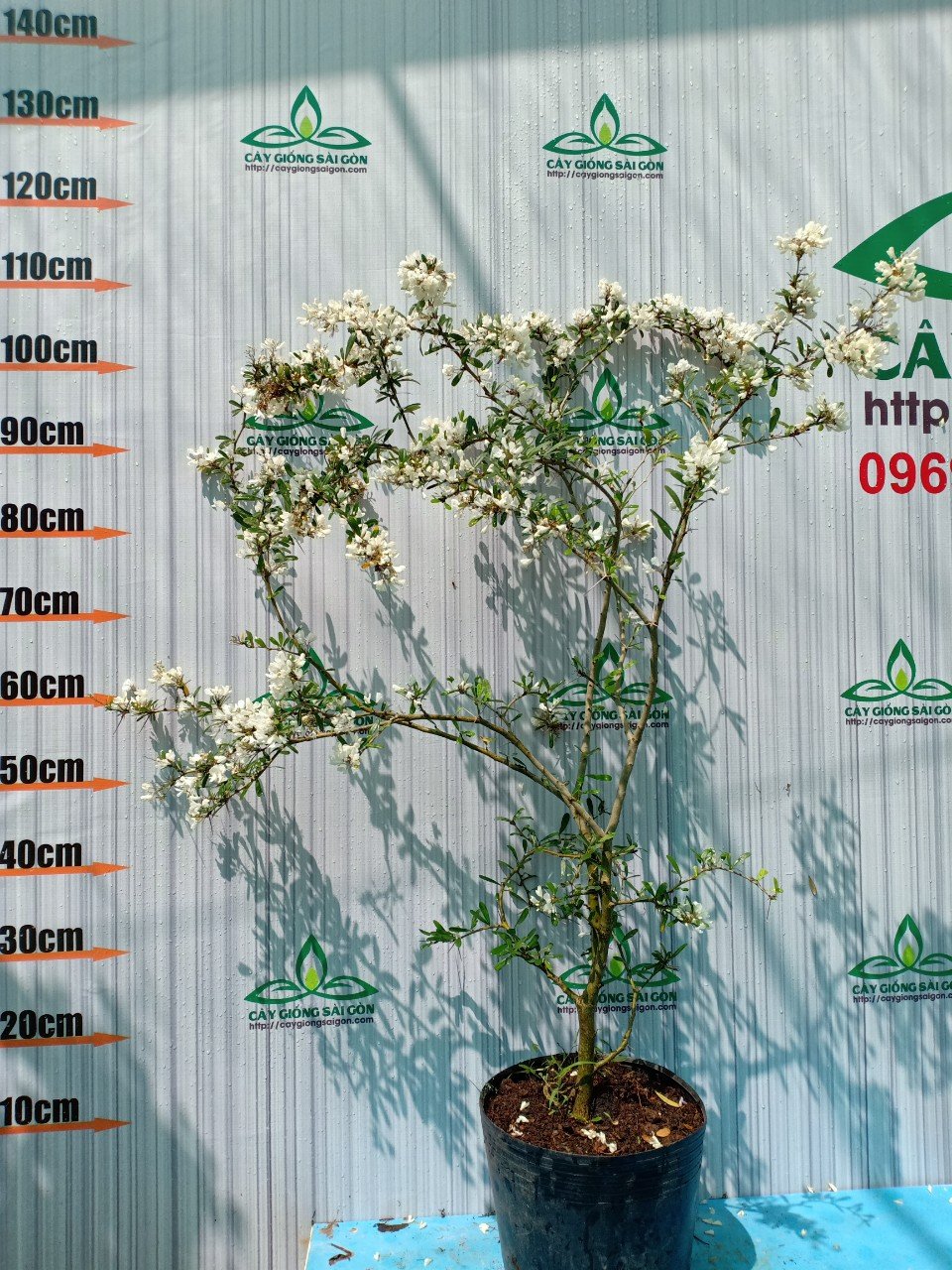 CÂY LINH SAM SIÊU BÔNG HOA TRẮNG 2